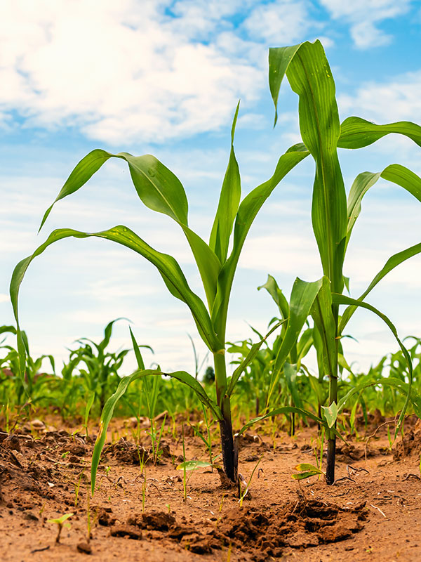 GCI-Agriculture